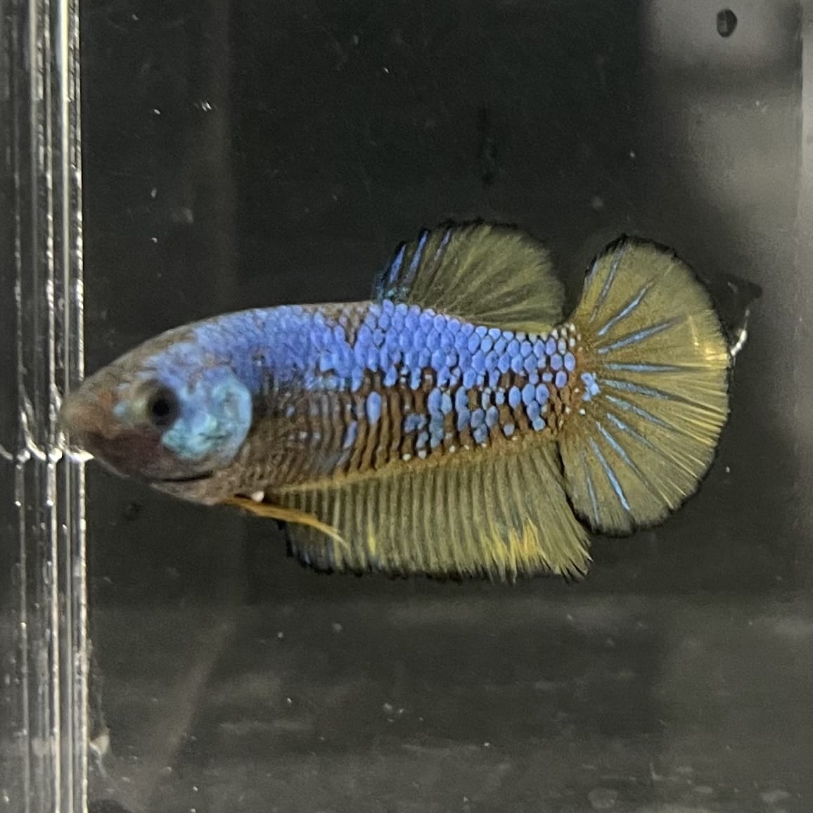the-fish-farm Female Betta Female Betta - One Only - W Choose your own Female Betta at The Fish Farm Australia