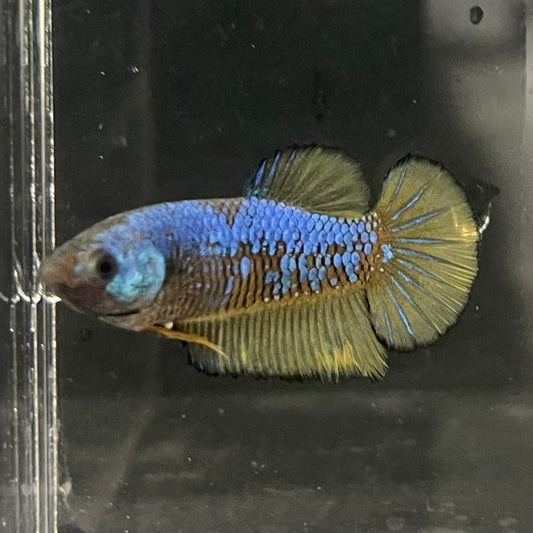 the-fish-farm Female Betta Female Betta - One Only - W Choose your own Female Betta at The Fish Farm Australia