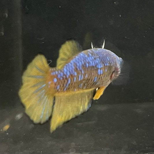 the-fish-farm Female Betta Female Betta - One Only - W Choose your own Female Betta at The Fish Farm Australia