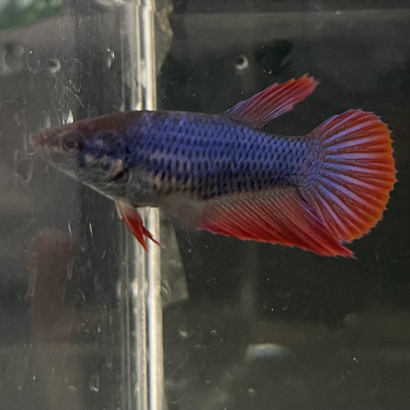 the-fish-farm Female Betta Female Betta - One Only - W Choose your own Female Betta at The Fish Farm Australia