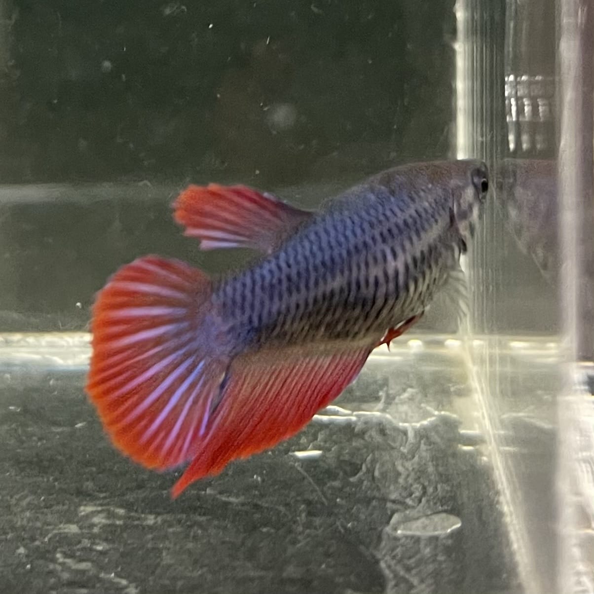 the-fish-farm Female Betta Female Betta - One Only - W Choose your own Female Betta at The Fish Farm Australia
