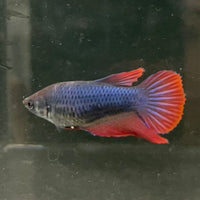 the-fish-farm Female Betta Female Betta - One Only - W Choose your own Female Betta at The Fish Farm Australia