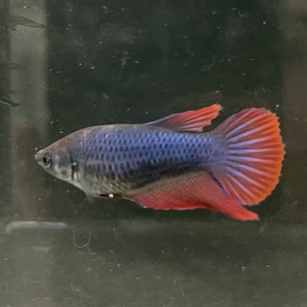 the-fish-farm Female Betta Female Betta - One Only - W Choose your own Female Betta at The Fish Farm Australia