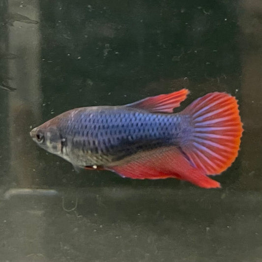 the-fish-farm Female Betta Female Betta - One Only - W Choose your own Female Betta at The Fish Farm Australia