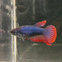 the-fish-farm Female Betta Female Betta - One Only - W Choose your own Female Betta at The Fish Farm Australia