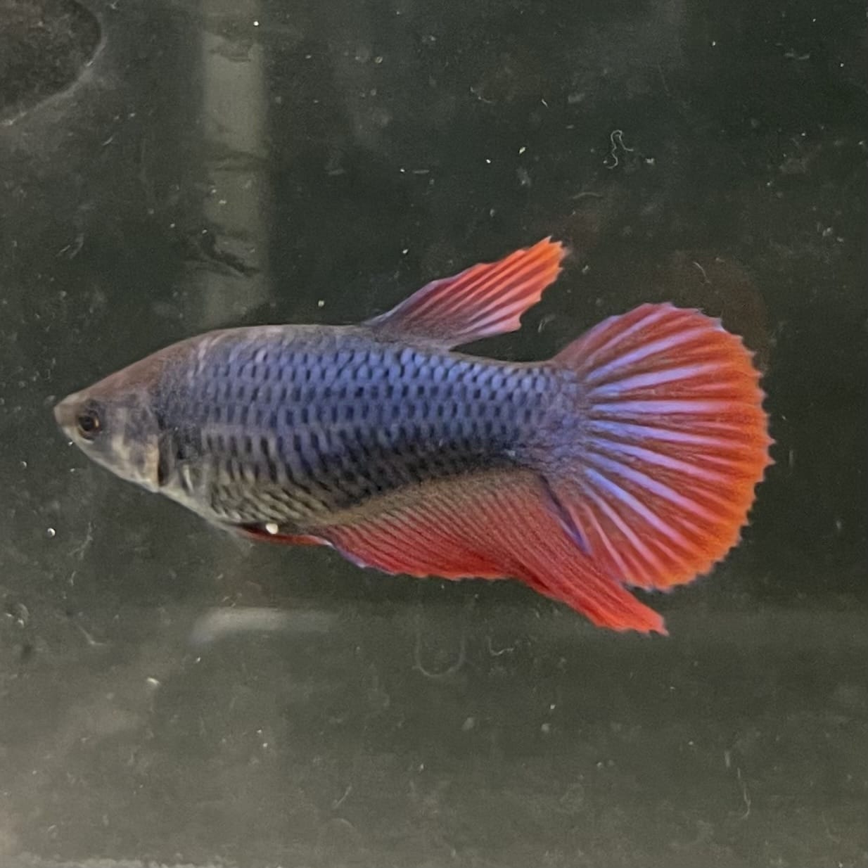 the-fish-farm Female Betta Female Betta - One Only - W Choose your own Female Betta at The Fish Farm Australia