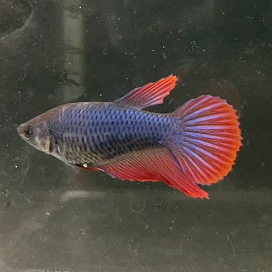 the-fish-farm Female Betta Female Betta - One Only - W Choose your own Female Betta at The Fish Farm Australia