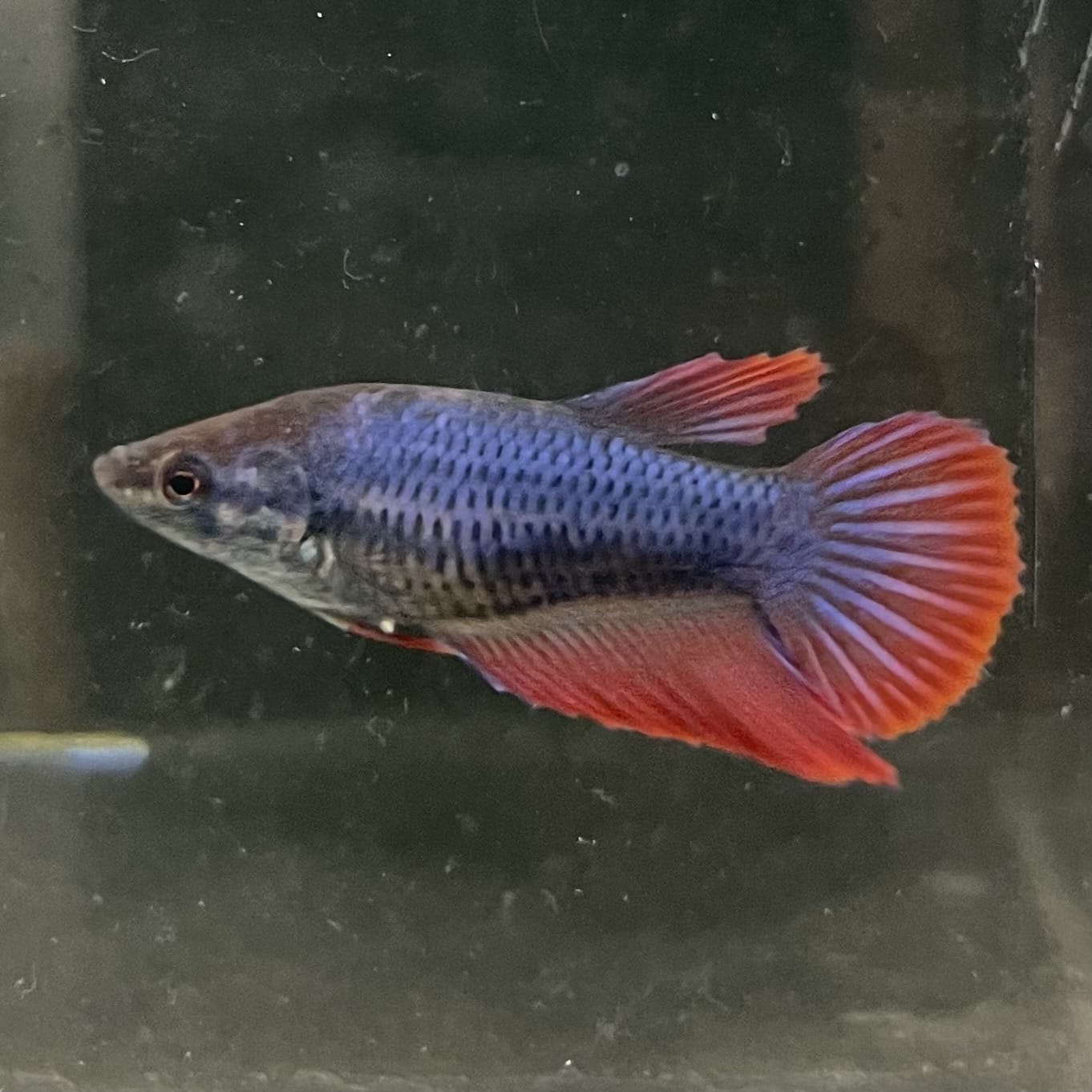 the-fish-farm Female Betta Female Betta - One Only - W Choose your own Female Betta at The Fish Farm Australia