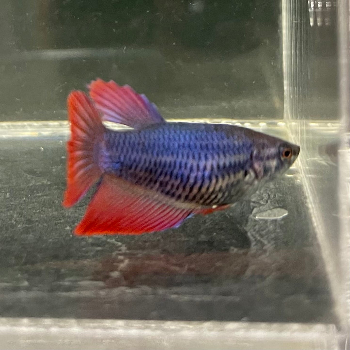 the-fish-farm Female Betta Female Betta - One Only - W Choose your own Female Betta at The Fish Farm Australia
