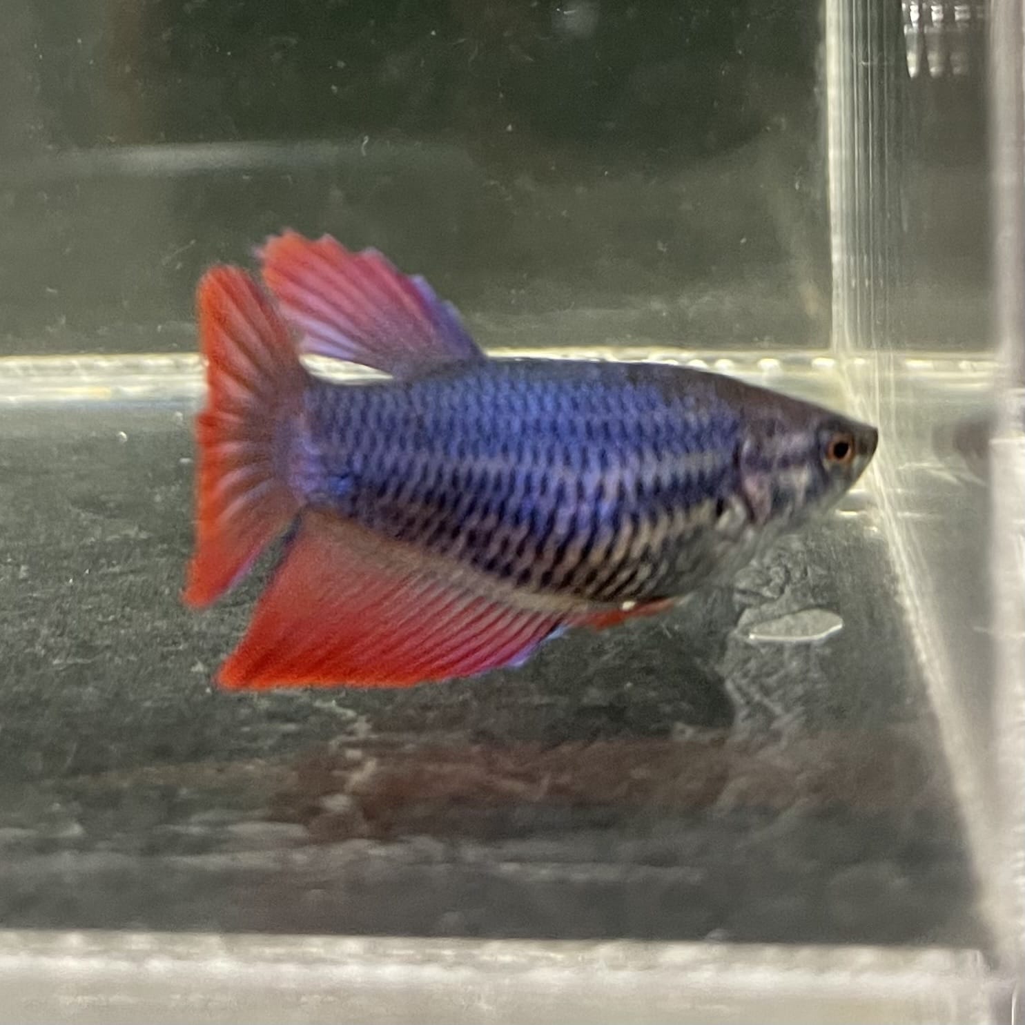 the-fish-farm Female Betta Female Betta - One Only - W Choose your own Female Betta at The Fish Farm Australia