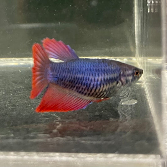the-fish-farm Female Betta Female Betta - One Only - W Choose your own Female Betta at The Fish Farm Australia