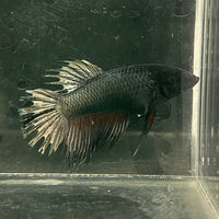 the-fish-farm Female Betta Female Betta - One Only - W Choose your own Female Betta at The Fish Farm Australia