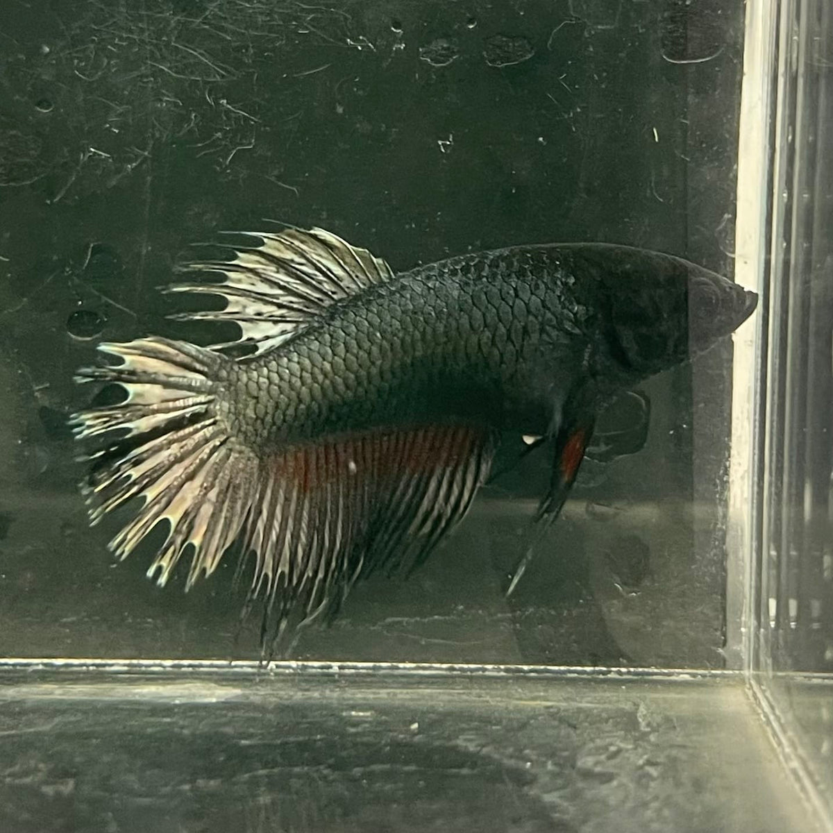 the-fish-farm Female Betta Female Betta - One Only - W Choose your own Female Betta at The Fish Farm Australia