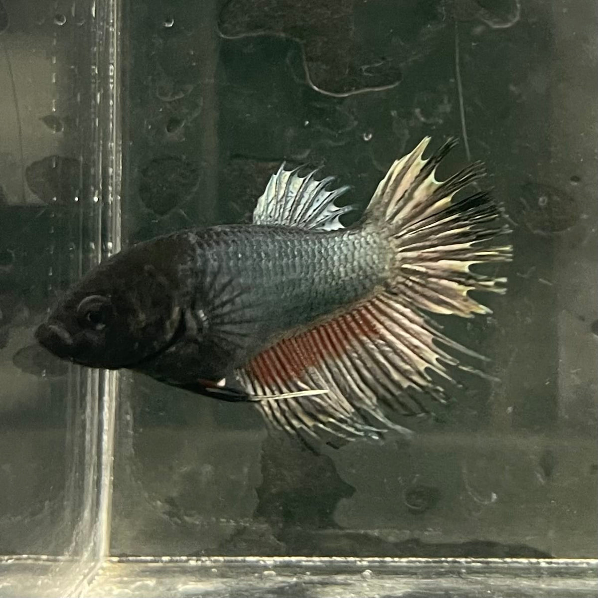 the-fish-farm Female Betta Female Betta - One Only - W Choose your own Female Betta at The Fish Farm Australia