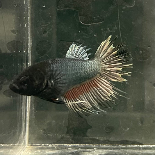 the-fish-farm Female Betta Female Betta - One Only - W Choose your own Female Betta at The Fish Farm Australia