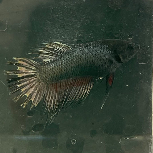 the-fish-farm Female Betta Female Betta - One Only - W Choose your own Female Betta at The Fish Farm Australia
