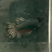 the-fish-farm Female Betta Female Betta - One Only - W Choose your own Female Betta at The Fish Farm Australia