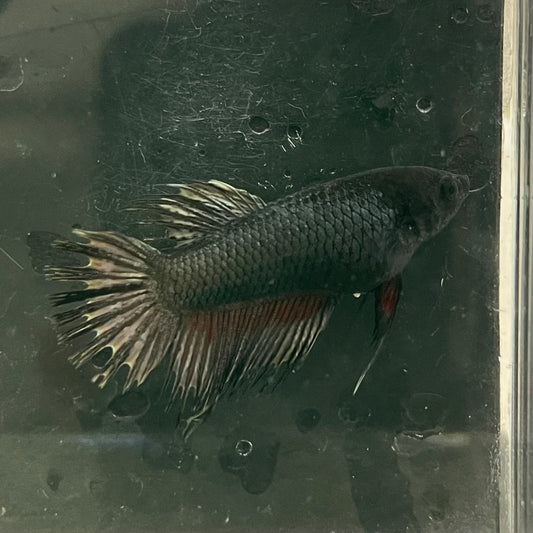 the-fish-farm Female Betta Female Betta - One Only - W Choose your own Female Betta at The Fish Farm Australia