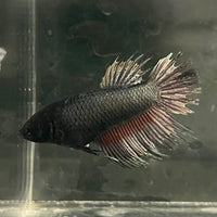 the-fish-farm Female Betta Female Betta - One Only - W Choose your own Female Betta at The Fish Farm Australia