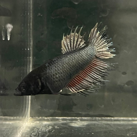 the-fish-farm Female Betta Female Betta - One Only - W Choose your own Female Betta at The Fish Farm Australia