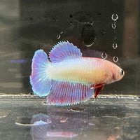 the-fish-farm Female Betta Female Betta - One Only - X Choose your own Female Betta at The Fish Farm Australia