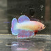 the-fish-farm Female Betta Female Betta - One Only - X Choose your own Female Betta at The Fish Farm Australia