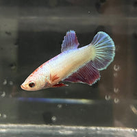 the-fish-farm Female Betta Female Betta - One Only - X Choose your own Female Betta at The Fish Farm Australia