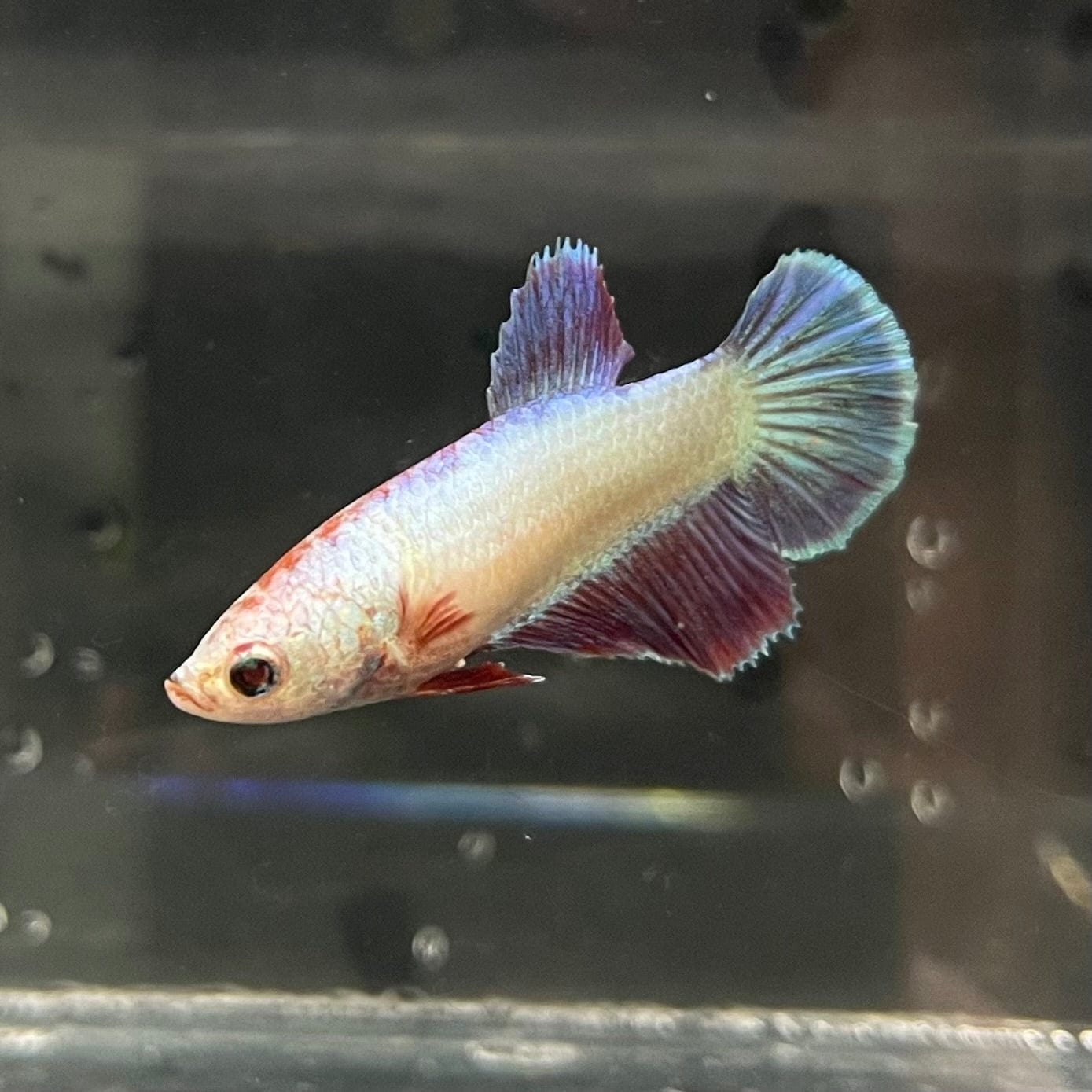 the-fish-farm Female Betta Female Betta - One Only - X Choose your own Female Betta at The Fish Farm Australia