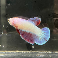 the-fish-farm Female Betta Female Betta - One Only - X Choose your own Female Betta at The Fish Farm Australia