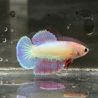 the-fish-farm Female Betta Female Betta - One Only - X Choose your own Female Betta at The Fish Farm Australia