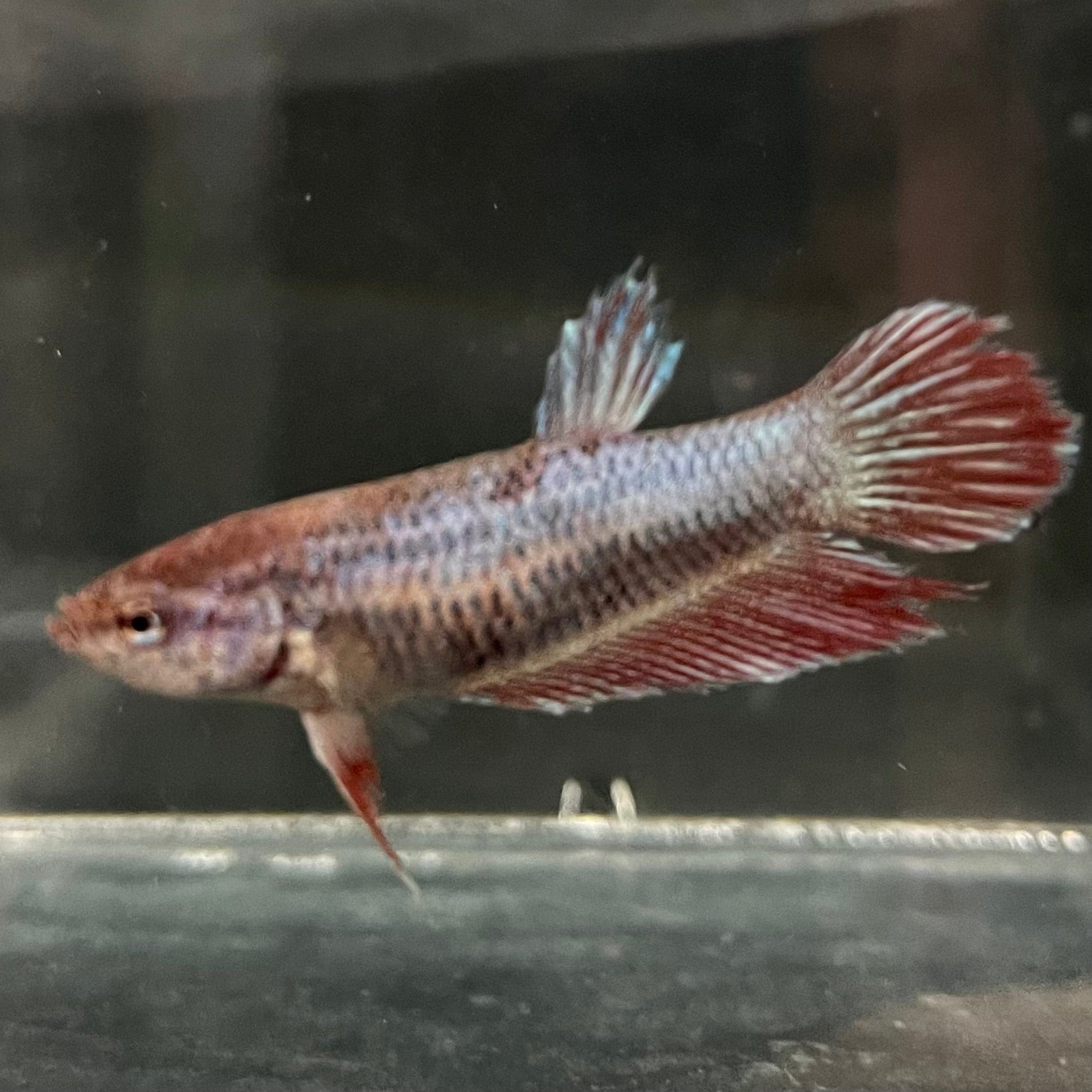 the-fish-farm Female Betta Female Betta - One Only - X Choose your own Female Betta at The Fish Farm Australia
