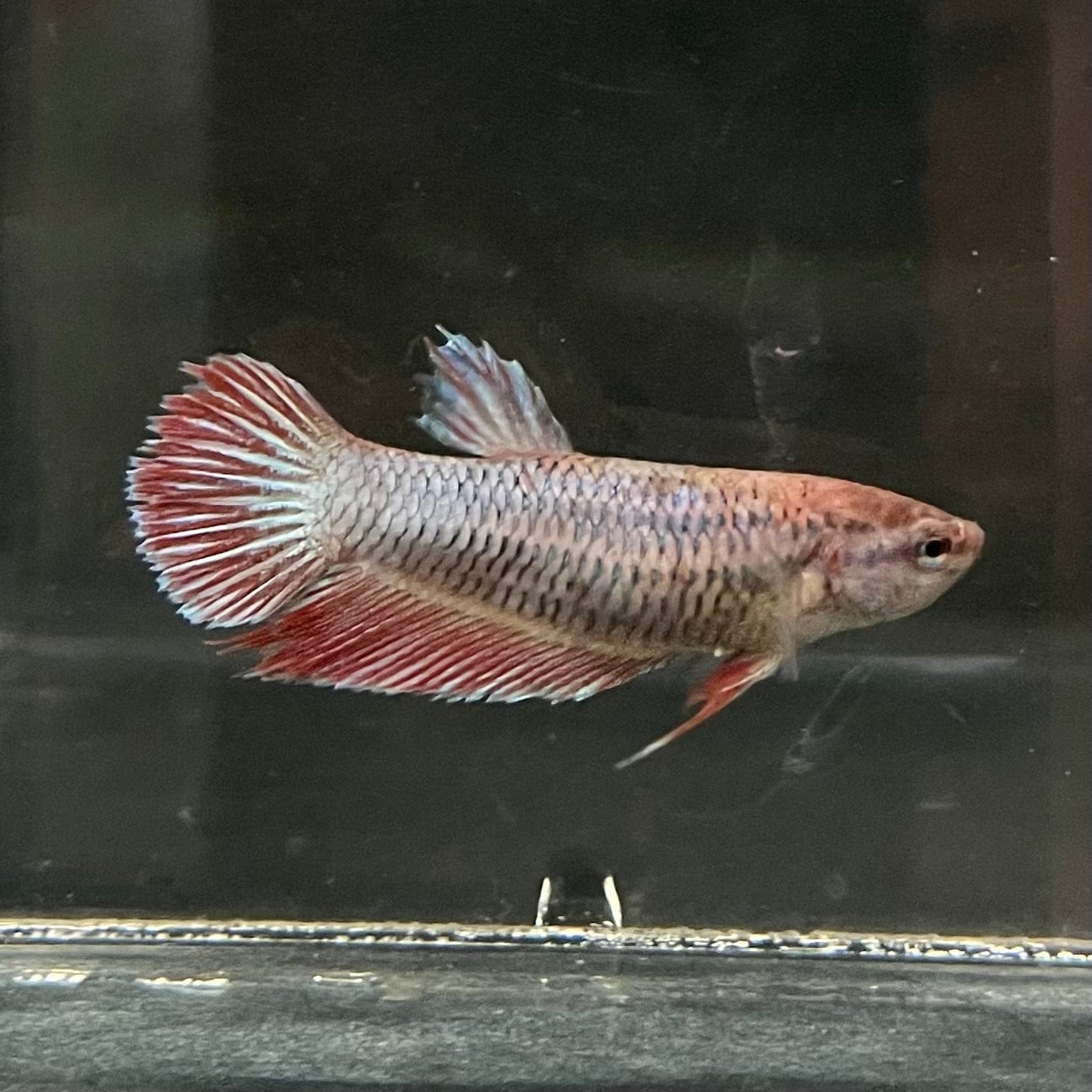 the-fish-farm Female Betta Female Betta - One Only - X Choose your own Female Betta at The Fish Farm Australia