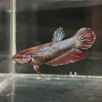 the-fish-farm Female Betta Female Betta - One Only - X Choose your own Female Betta at The Fish Farm Australia