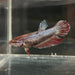 the-fish-farm Female Betta Female Betta - One Only - X Choose your own Female Betta at The Fish Farm Australia