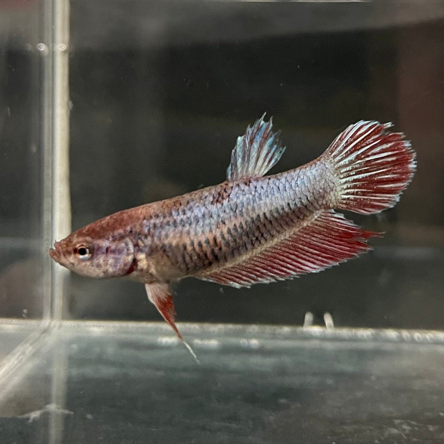 the-fish-farm Female Betta Female Betta - One Only - X Choose your own Female Betta at The Fish Farm Australia