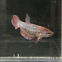 the-fish-farm Female Betta Female Betta - One Only - X Choose your own Female Betta at The Fish Farm Australia