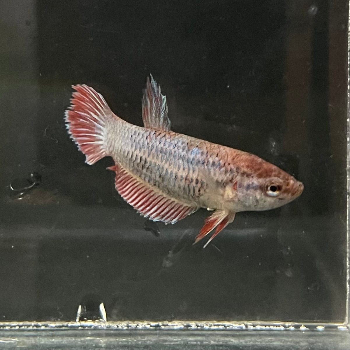 the-fish-farm Female Betta Female Betta - One Only - X Choose your own Female Betta at The Fish Farm Australia
