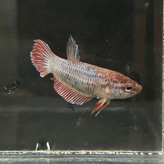 the-fish-farm Female Betta Female Betta - One Only - X Choose your own Female Betta at The Fish Farm Australia