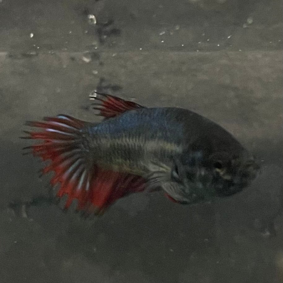 the-fish-farm Female Betta Female Betta - One Only - X Choose your own Female Betta at The Fish Farm Australia