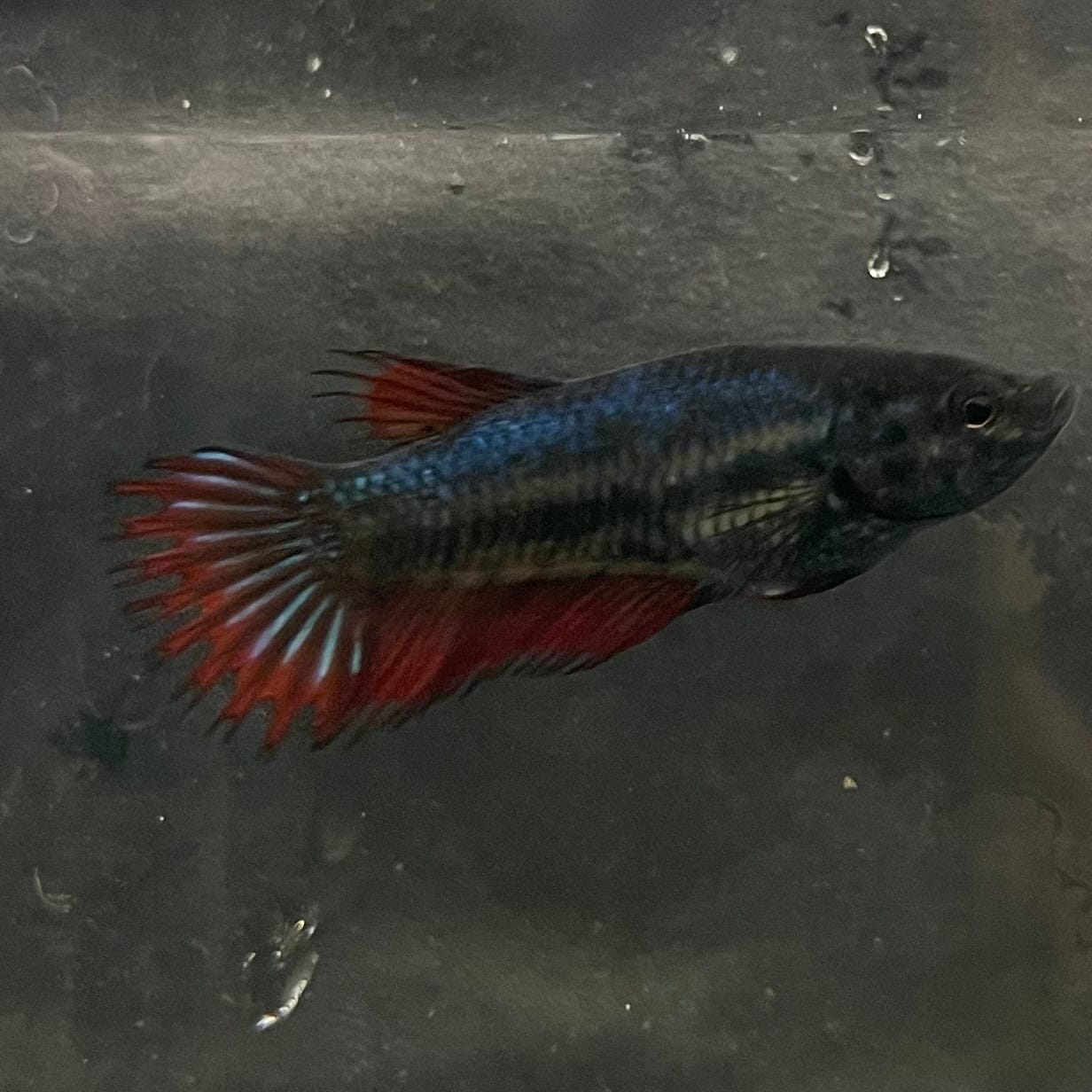 the-fish-farm Female Betta Female Betta - One Only - X Choose your own Female Betta at The Fish Farm Australia