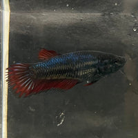 the-fish-farm Female Betta Female Betta - One Only - X Choose your own Female Betta at The Fish Farm Australia