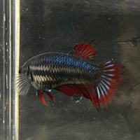 the-fish-farm Female Betta Female Betta - One Only - X Choose your own Female Betta at The Fish Farm Australia