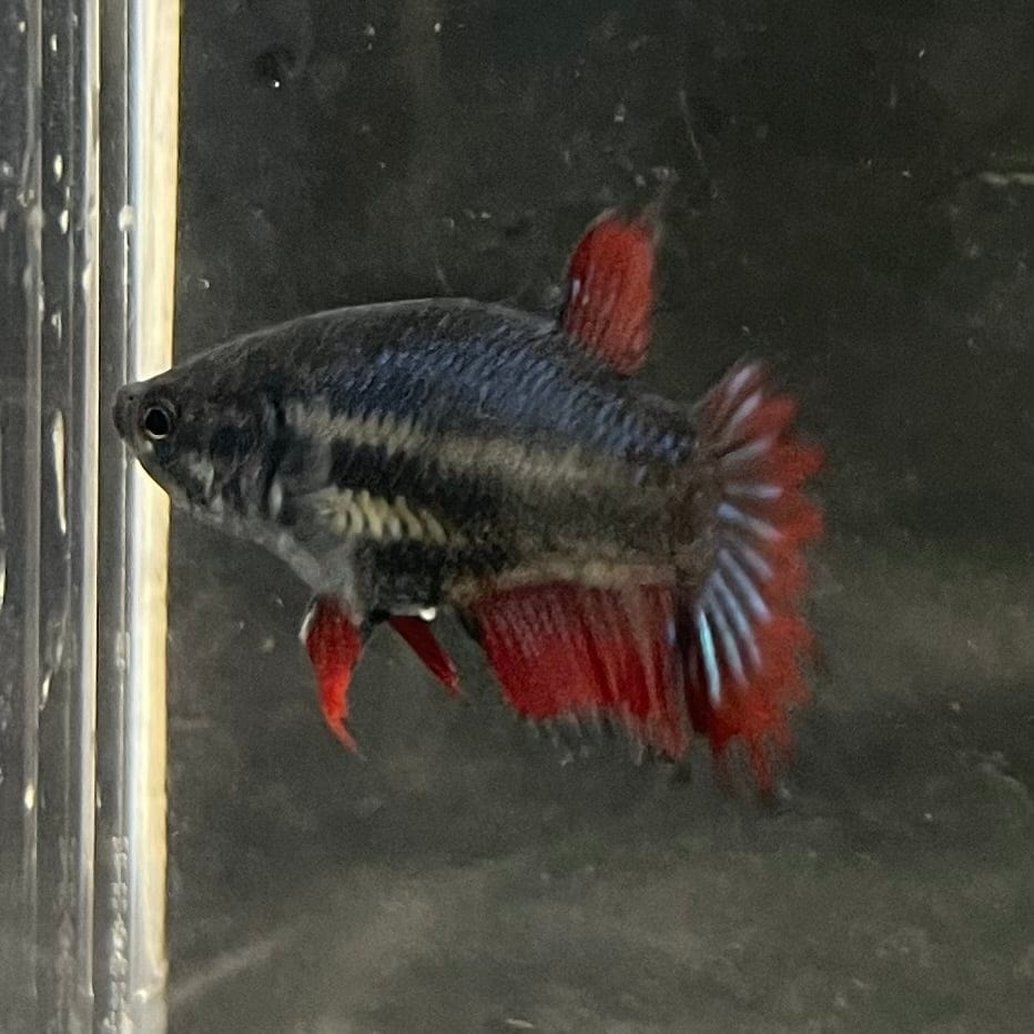 the-fish-farm Female Betta Female Betta - One Only - X Choose your own Female Betta at The Fish Farm Australia