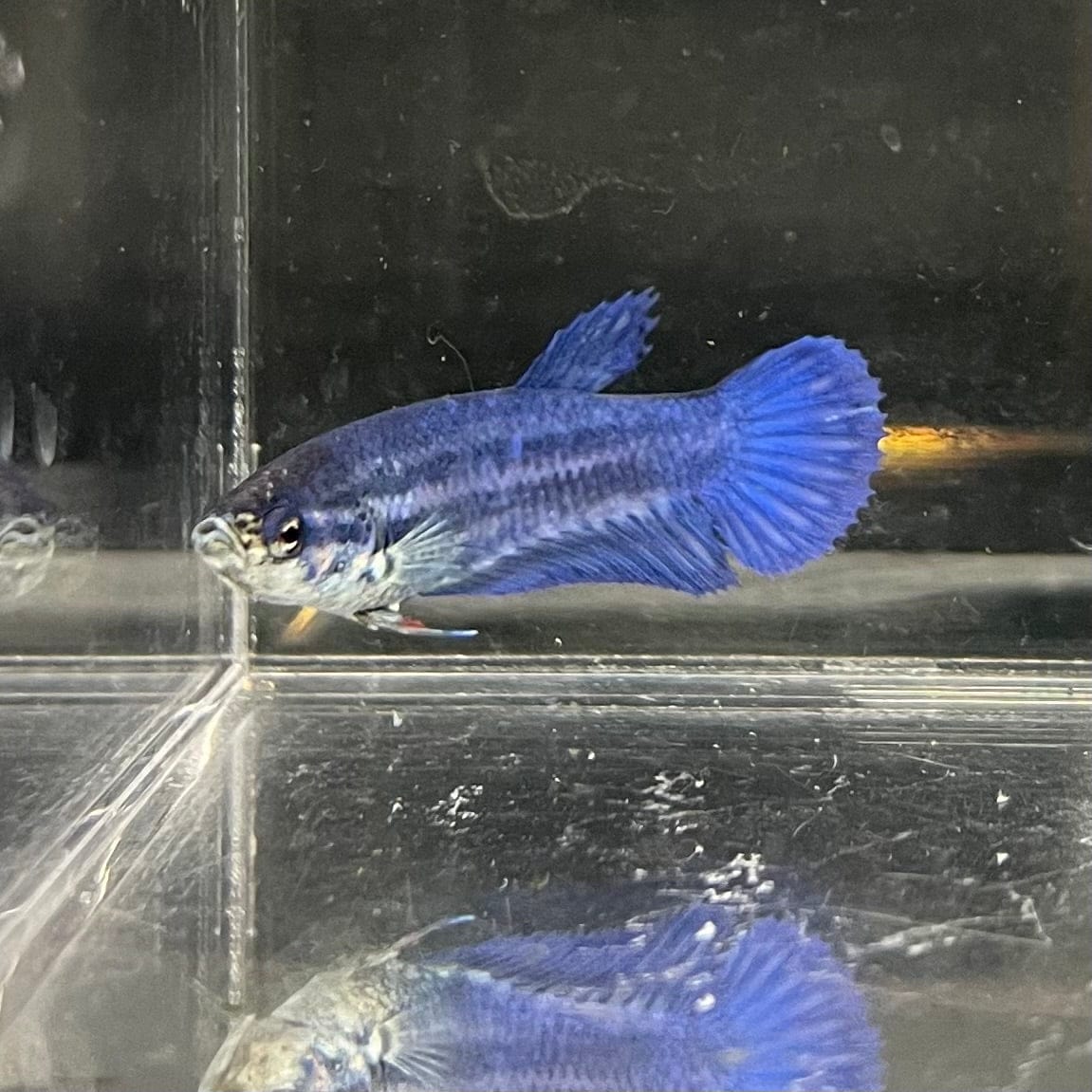 the-fish-farm Female Betta Female Betta - One Only - X Choose your own Female Betta at The Fish Farm Australia