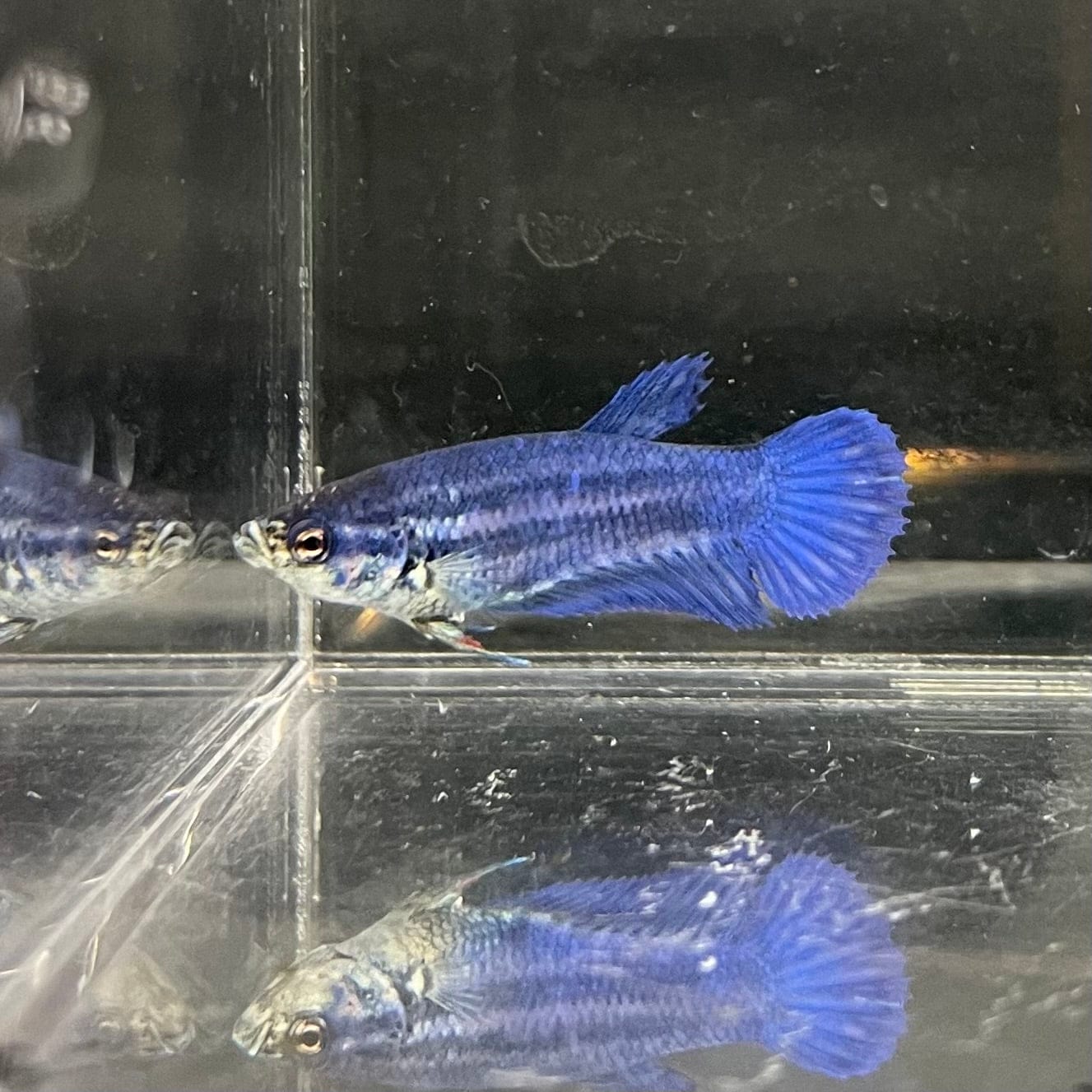 the-fish-farm Female Betta Female Betta - One Only - X Choose your own Female Betta at The Fish Farm Australia