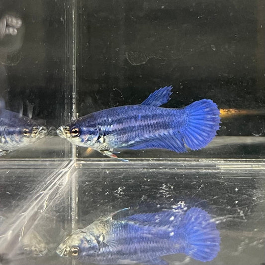 the-fish-farm Female Betta Female Betta - One Only - X Choose your own Female Betta at The Fish Farm Australia