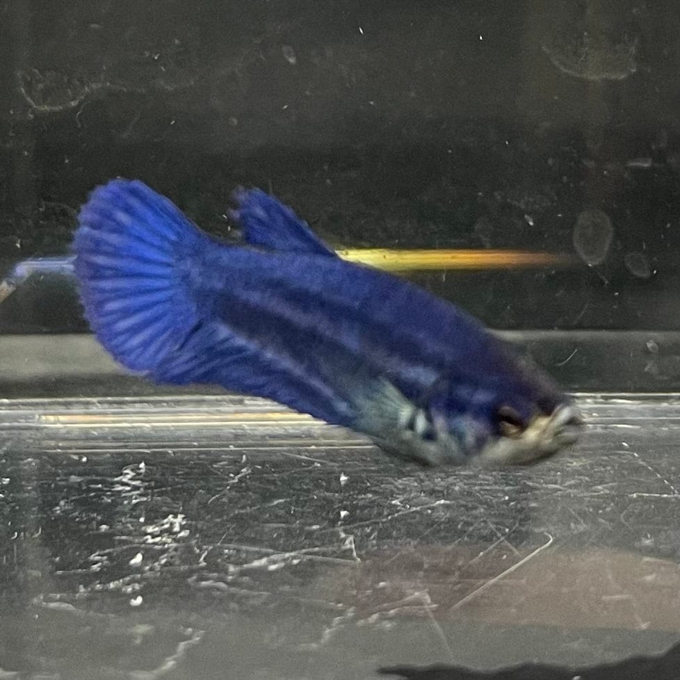 the-fish-farm Female Betta Female Betta - One Only - X Choose your own Female Betta at The Fish Farm Australia