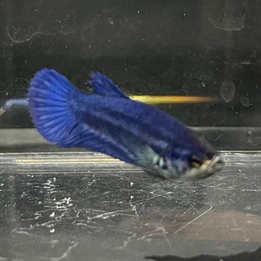 the-fish-farm Female Betta Female Betta - One Only - X Choose your own Female Betta at The Fish Farm Australia