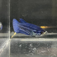 the-fish-farm Female Betta Female Betta - One Only - X Choose your own Female Betta at The Fish Farm Australia