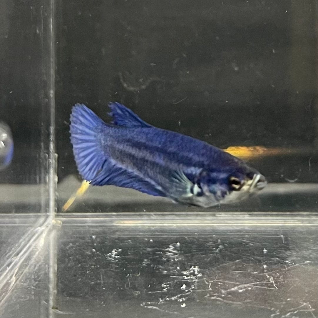 the-fish-farm Female Betta Female Betta - One Only - X Choose your own Female Betta at The Fish Farm Australia